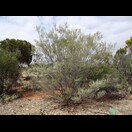 Acacia aneura var. aneura